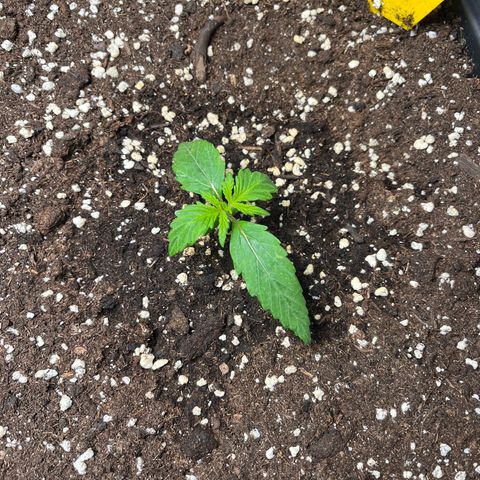 AK47 BCN selection X Auto Sativa growlog timeline photo