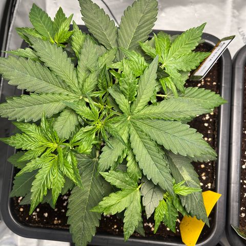 Amnesia Haze X Auto Haze growlog timeline photo