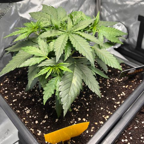 Amnesia Haze X Auto Haze growlog timeline photo