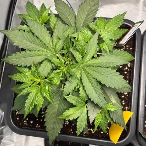 Amnesia Haze X Auto Haze growlog timeline photo