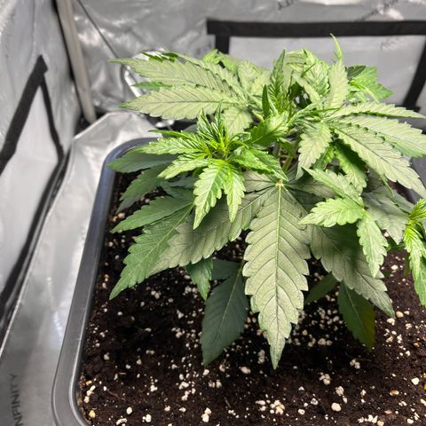 Amnesia Haze X Auto Haze growlog timeline photo