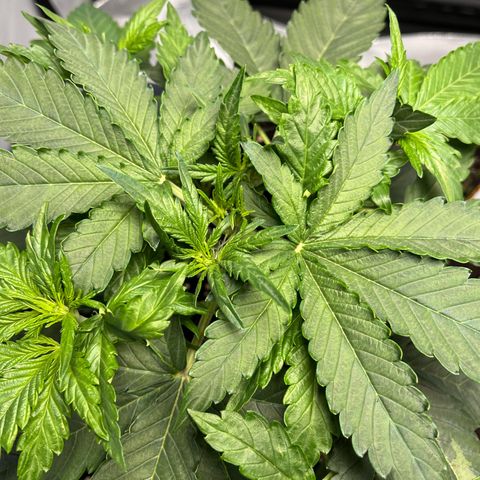 Amnesia Haze X Auto Haze growlog timeline photo