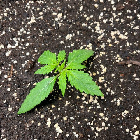 AK47 BCN selection X Auto Sativa growlog timeline photo