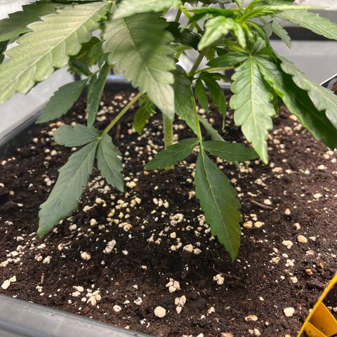 Amnesia Haze X Auto Haze growlog timeline photo