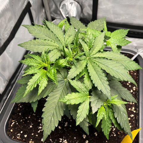 Amnesia Haze X Auto Haze growlog timeline photo