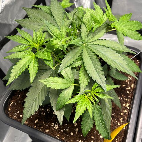 Amnesia Haze X Auto Haze growlog timeline photo