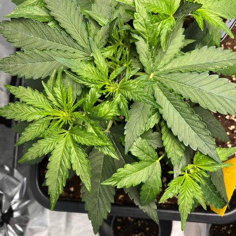 Amnesia Haze X Auto Haze growlog timeline photo