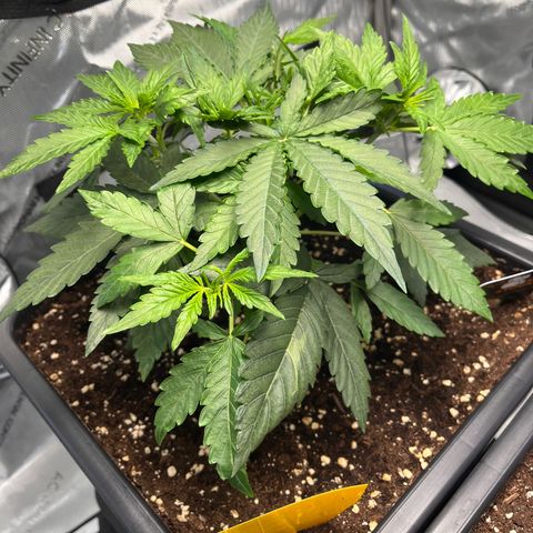 Amnesia Haze X Auto Haze growlog timeline photo