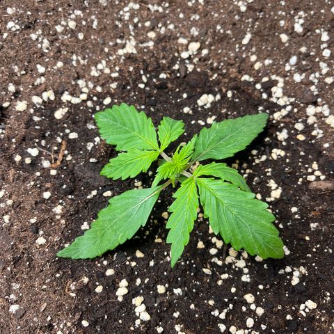 AK47 BCN selection X Auto Sativa growlog timeline photo