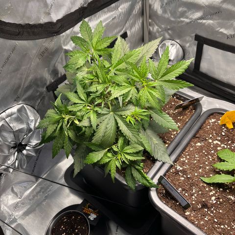 Amnesia Haze X Auto Haze growlog timeline photo