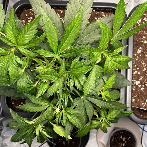Amnesia Haze X Auto Haze growlog timeline photo