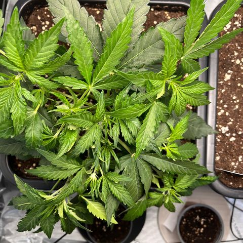 Amnesia Haze X Auto Haze growlog timeline photo