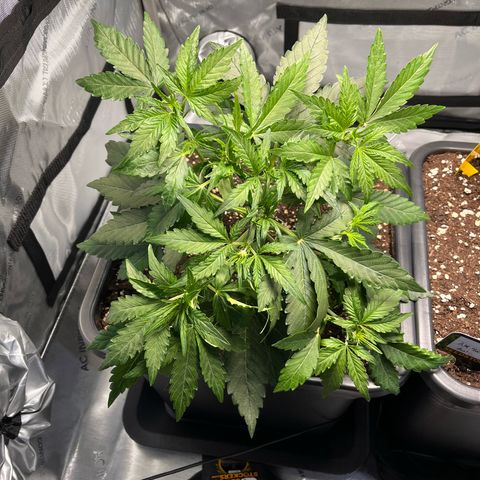 Amnesia Haze X Auto Haze growlog timeline photo
