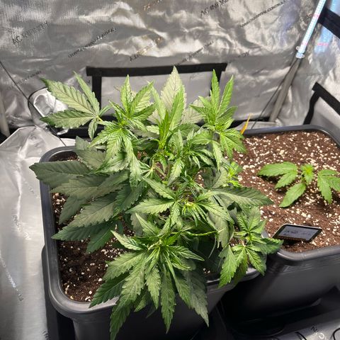 Amnesia Haze X Auto Haze growlog timeline photo