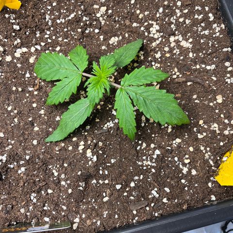 AK47 BCN selection X Auto Sativa growlog timeline photo