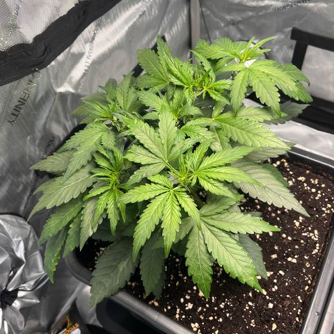 Amnesia Haze X Auto Haze growlog timeline photo