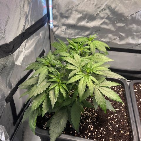 Amnesia Haze X Auto Haze growlog timeline photo