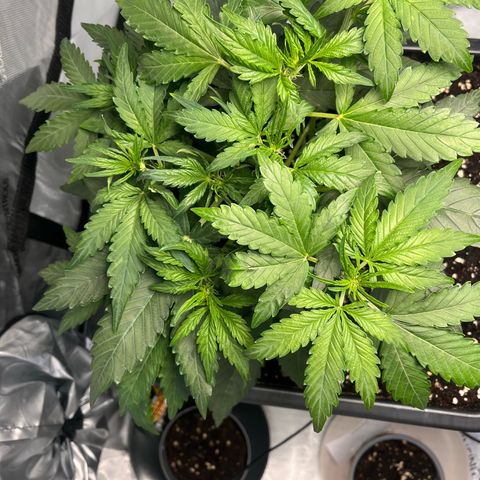Amnesia Haze X Auto Haze growlog timeline photo