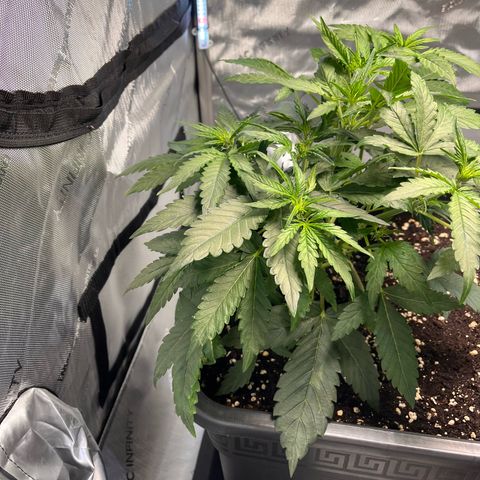 Amnesia Haze X Auto Haze growlog timeline photo