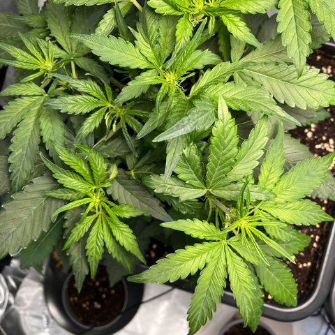 Amnesia Haze X Auto Haze growlog timeline photo