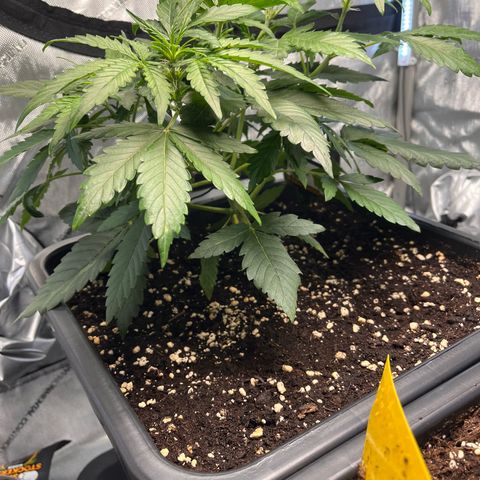 Amnesia Haze X Auto Haze growlog timeline photo