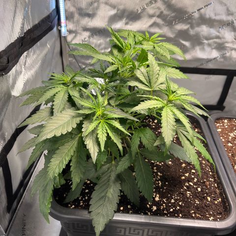Amnesia Haze X Auto Haze growlog timeline photo