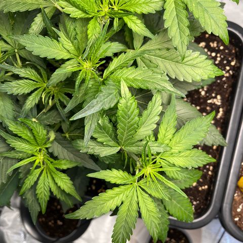 Amnesia Haze X Auto Haze growlog timeline photo
