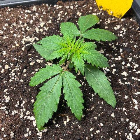AK47 BCN selection X Auto Sativa growlog timeline photo