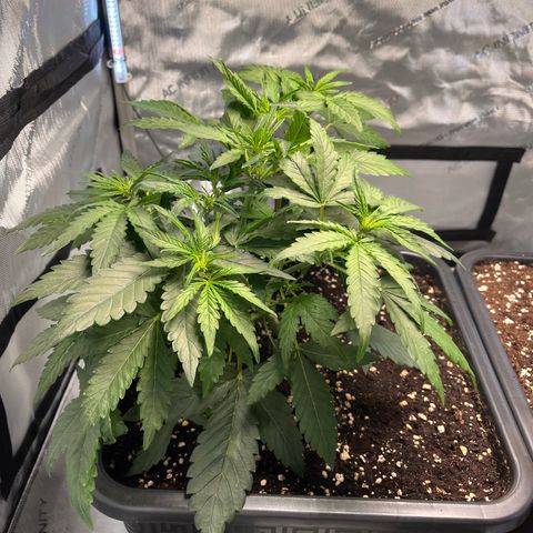 Amnesia Haze X Auto Haze growlog timeline photo