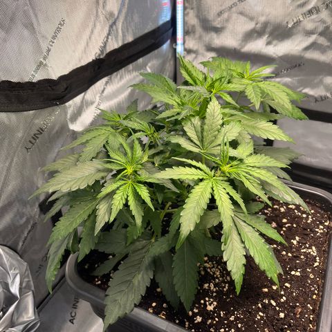 Amnesia Haze X Auto Haze growlog timeline photo