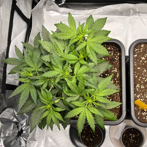 Amnesia Haze X Auto Haze growlog timeline photo