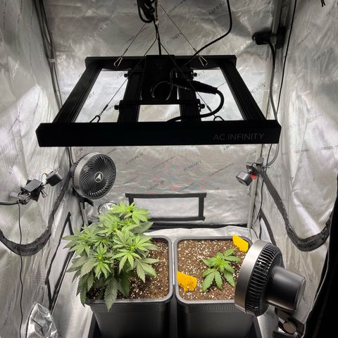 Amnesia Haze X Auto Haze growlog timeline photo