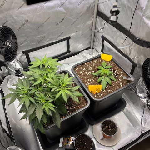 Amnesia Haze X Auto Haze growlog timeline photo