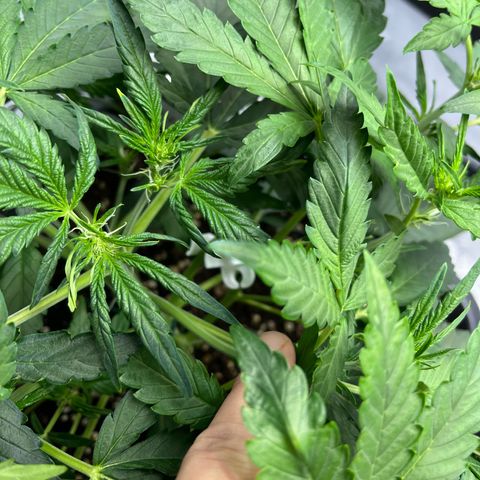 Amnesia Haze X Auto Haze growlog timeline photo