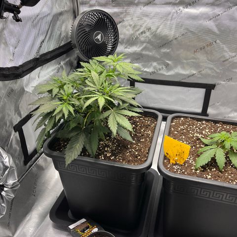 Amnesia Haze X Auto Haze growlog timeline photo