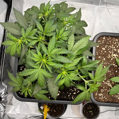 Amnesia Haze X Auto Haze growlog timeline photo