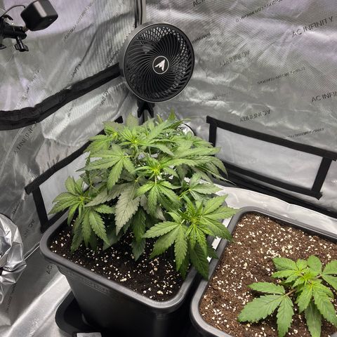 Amnesia Haze X Auto Haze growlog timeline photo