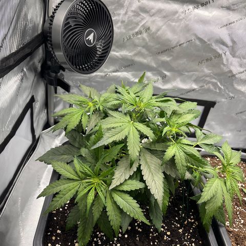Amnesia Haze X Auto Haze growlog timeline photo