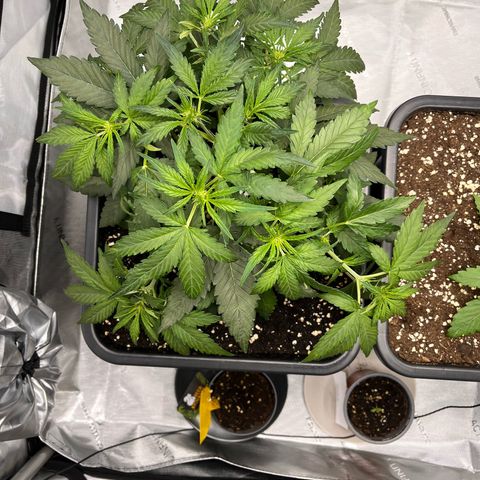 Amnesia Haze X Auto Haze growlog timeline photo