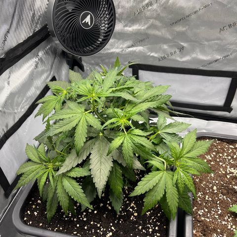 Amnesia Haze X Auto Haze growlog timeline photo