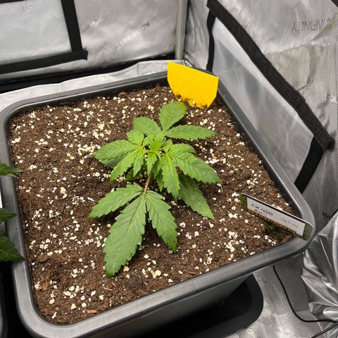 AK47 BCN selection X Auto Sativa growlog timeline photo