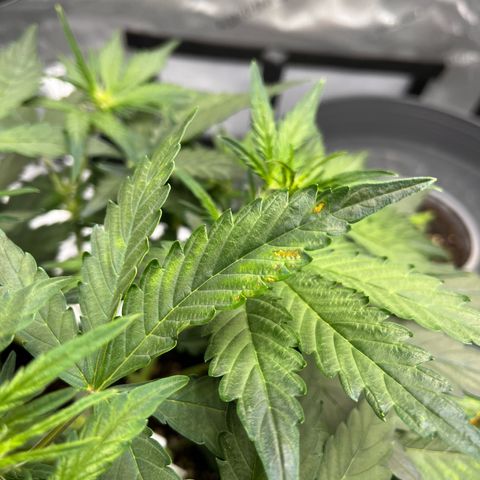 Amnesia Haze X Auto Haze growlog timeline photo