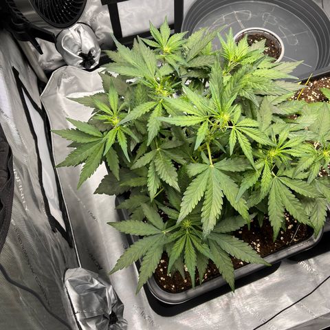 Amnesia Haze X Auto Haze growlog timeline photo