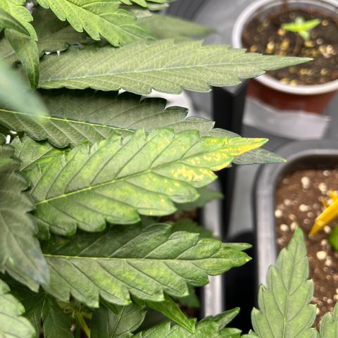 Amnesia Haze X Auto Haze growlog timeline photo