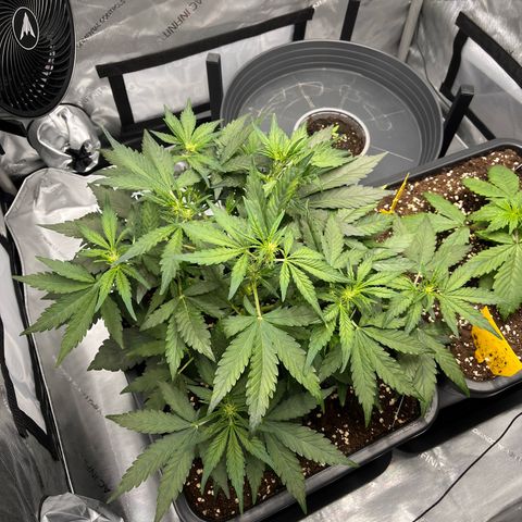 Amnesia Haze X Auto Haze growlog timeline photo