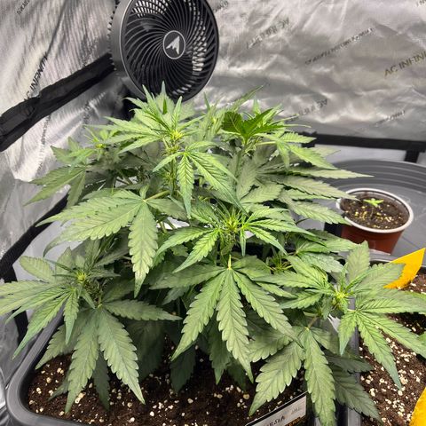Amnesia Haze X Auto Haze growlog timeline photo