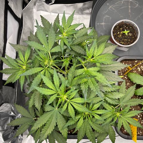Amnesia Haze X Auto Haze growlog timeline photo