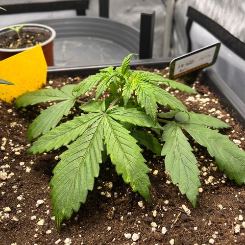 AK47 BCN selection X Auto Sativa growlog timeline photo