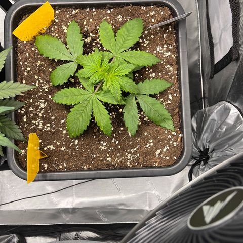 AK47 BCN selection X Auto Sativa growlog timeline photo