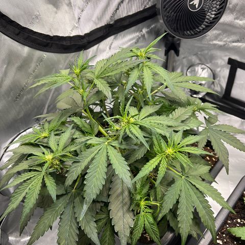 Amnesia Haze X Auto Haze growlog timeline photo